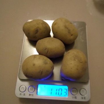 荷兰十五黄心黄心小土豆1两以下，油炸专用小土豆