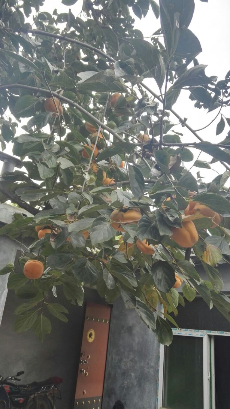 阳丰甜柿子树苗现场起苗发货提供技术