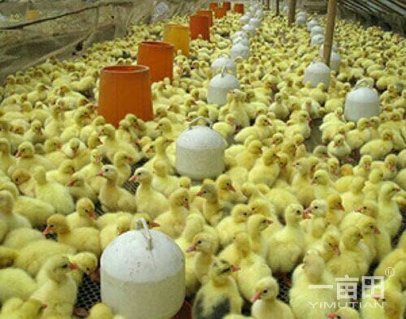 皖西白鹅鹅苗250g以上