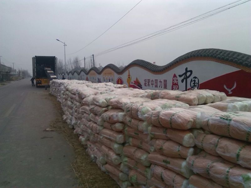 山东肥城精品大白菜北京新三号白菜产地直发一手货源