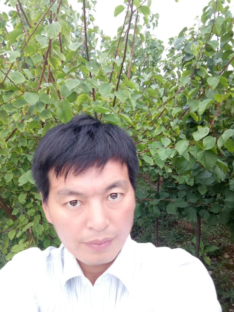巨蜜王杏树苗：荷兰香蜜杏树苗，珍珠油杏树苗，芒果油杏树苗