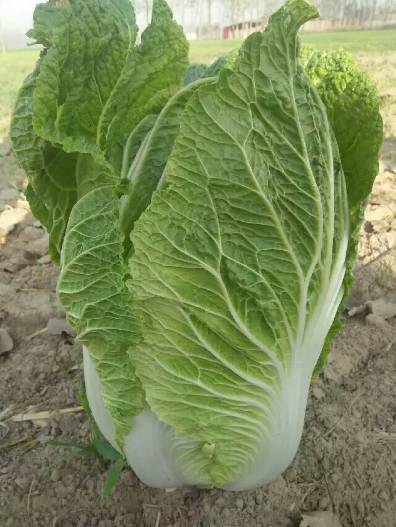夏邑县青杂三号白菜，1毛3/斤，市场皆可，耐储存，耐运输
