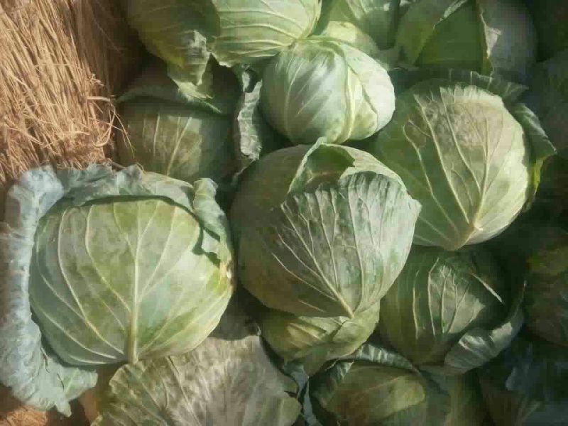 扁包菜，奥奇娜，京丰一号，大量有货，欢迎下单