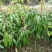 芒果苗1m以下