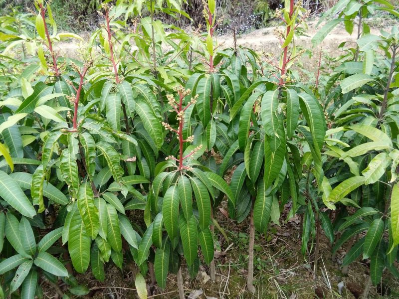 芒果苗1m以下