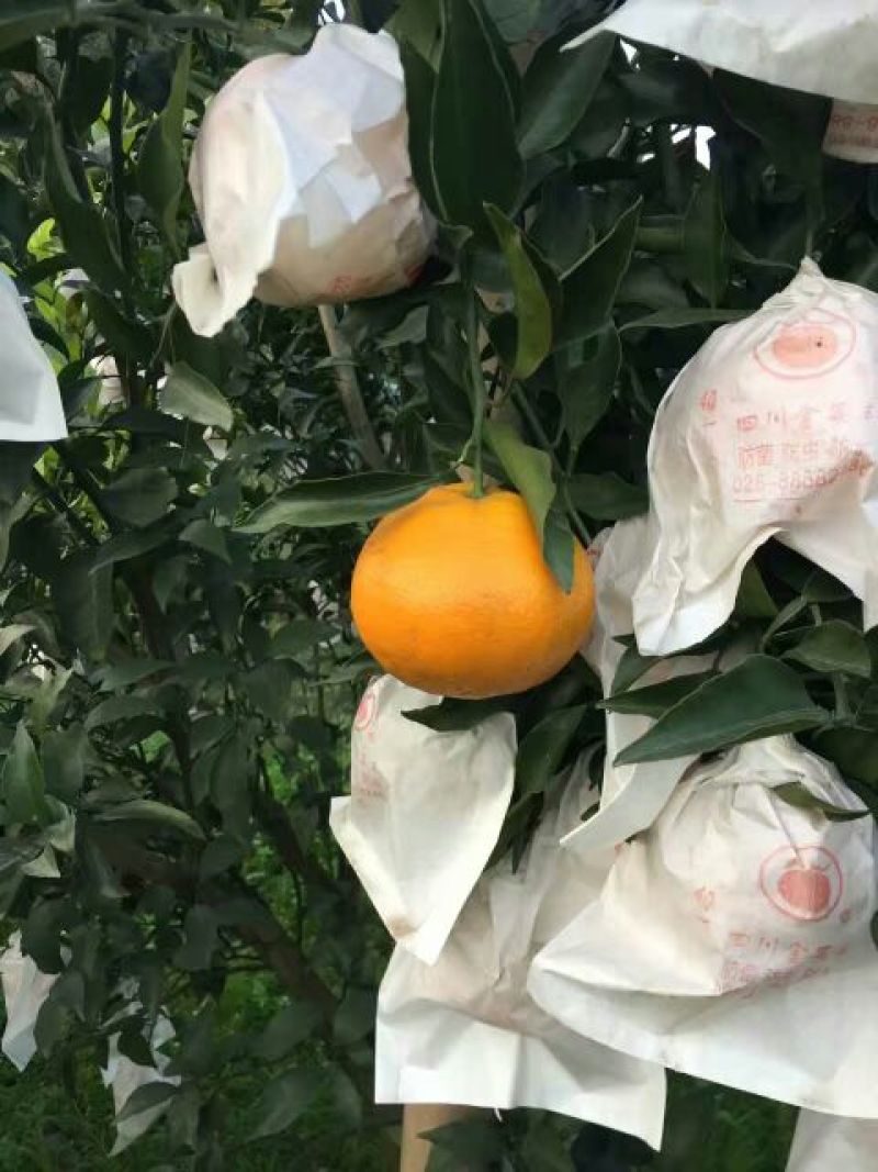 春见柑桔7~7.5cm