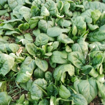 秋菠菜10~15厘米