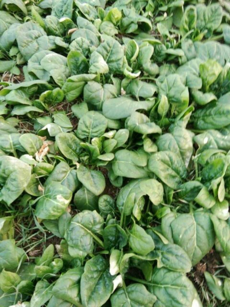 秋菠菜10~15厘米