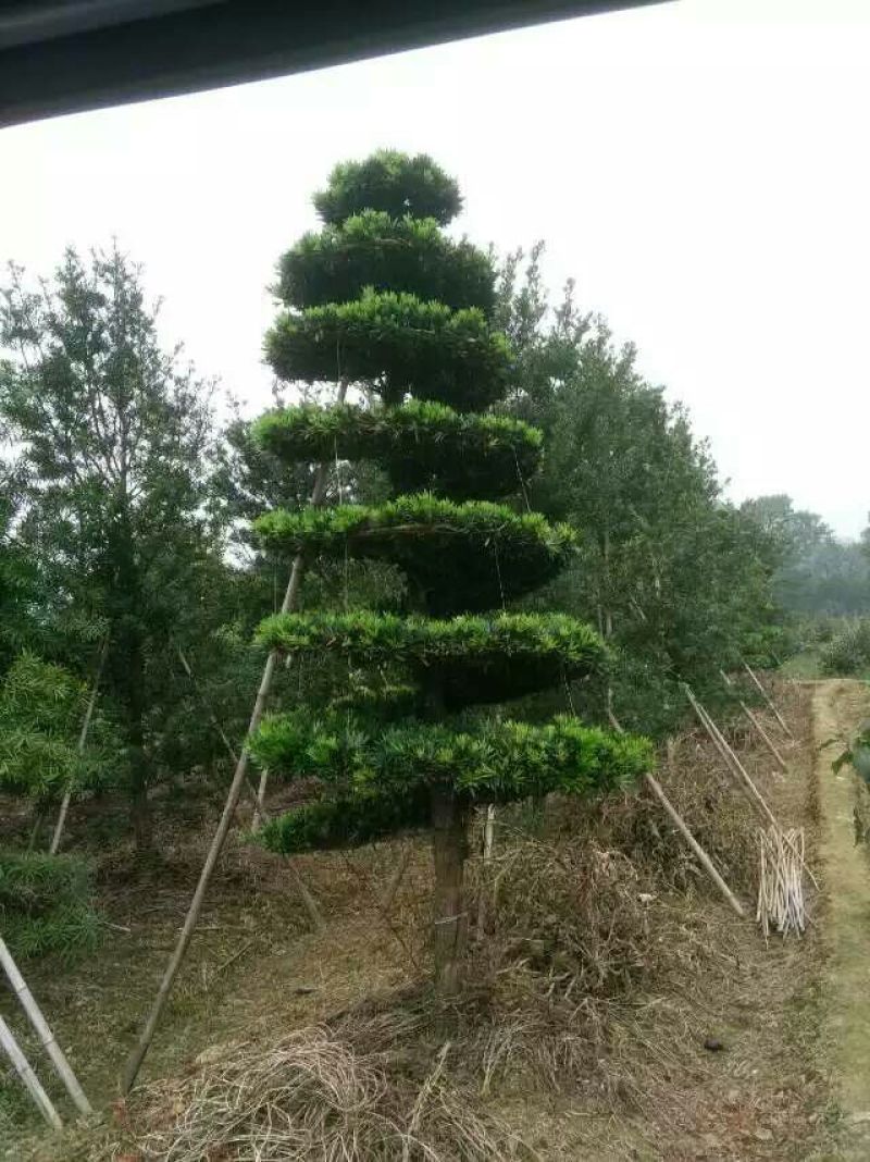 造型松14公分