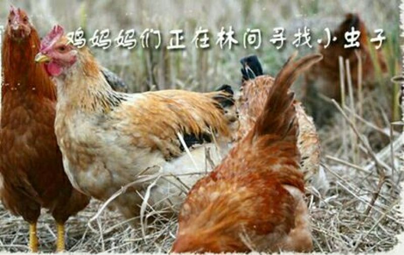 土鸡蛋食用50g以下