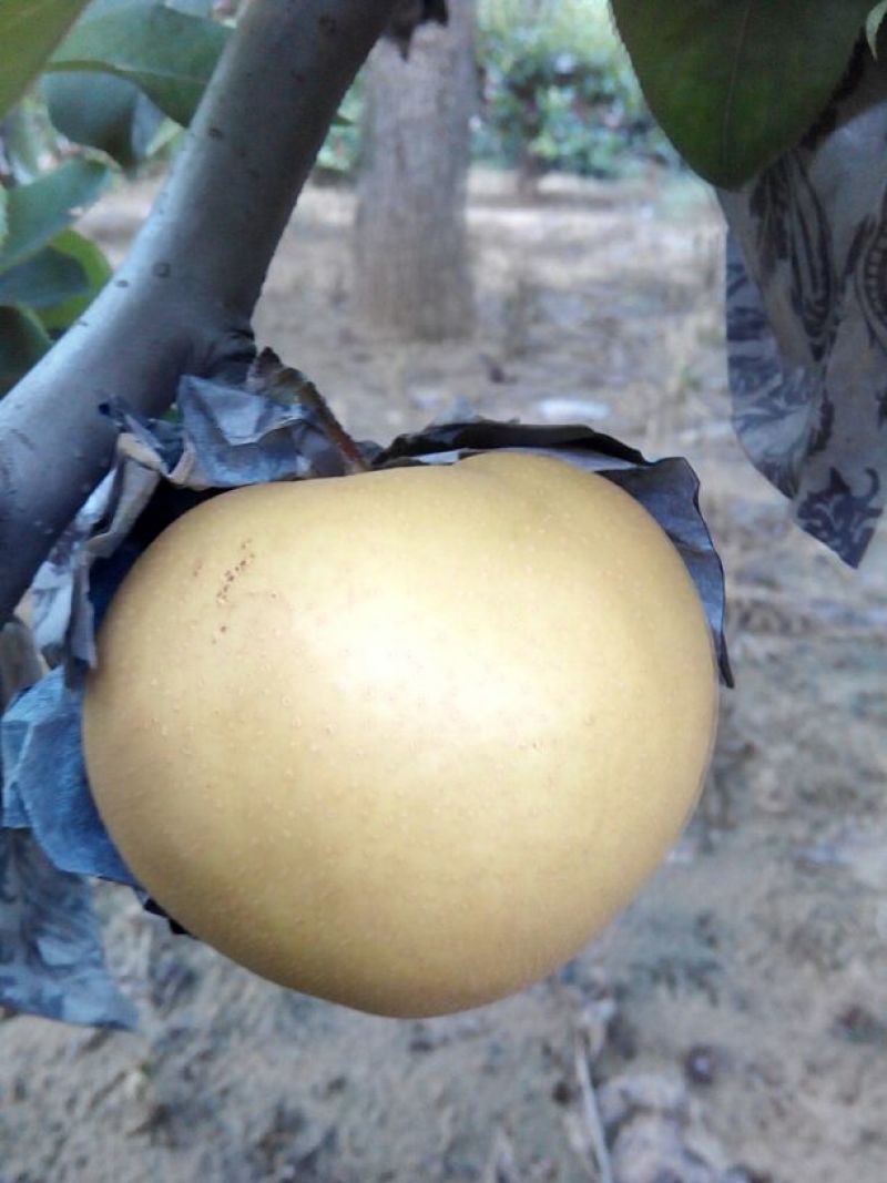 山东冠县水果基地丰水梨纸袋300~350g