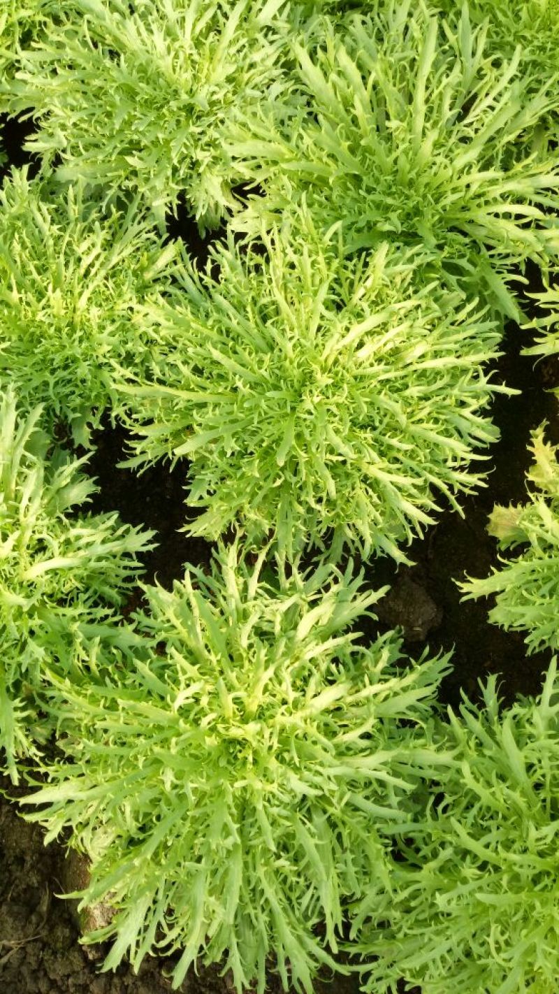 苦菊15~20cm