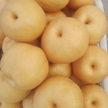 晚秋黄梨500~550g纸袋