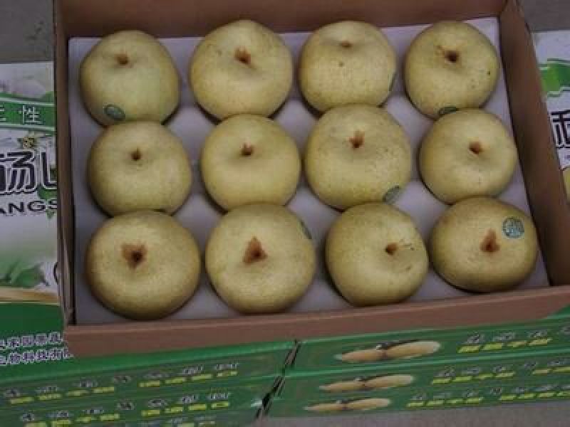 酥梨500~550g砀山酥梨市场商超电商