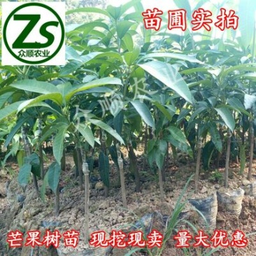 芒果苗1m以下带泥球带叶子发货