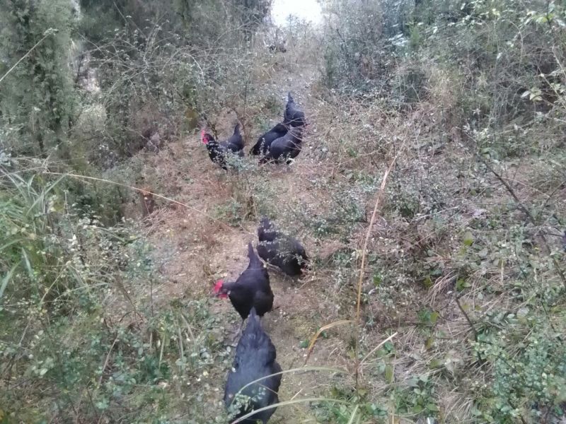 绿壳鸡蛋食用50g以下