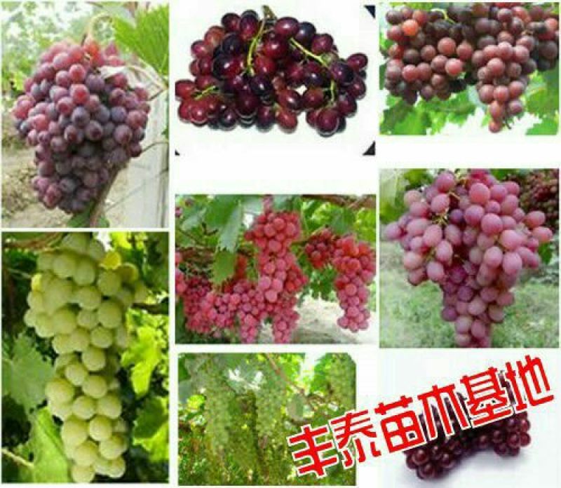 葡萄苗占地葡萄苗大葡萄苗葡萄苗大树葡萄苗批发基地