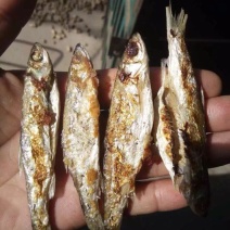 火焙鱼