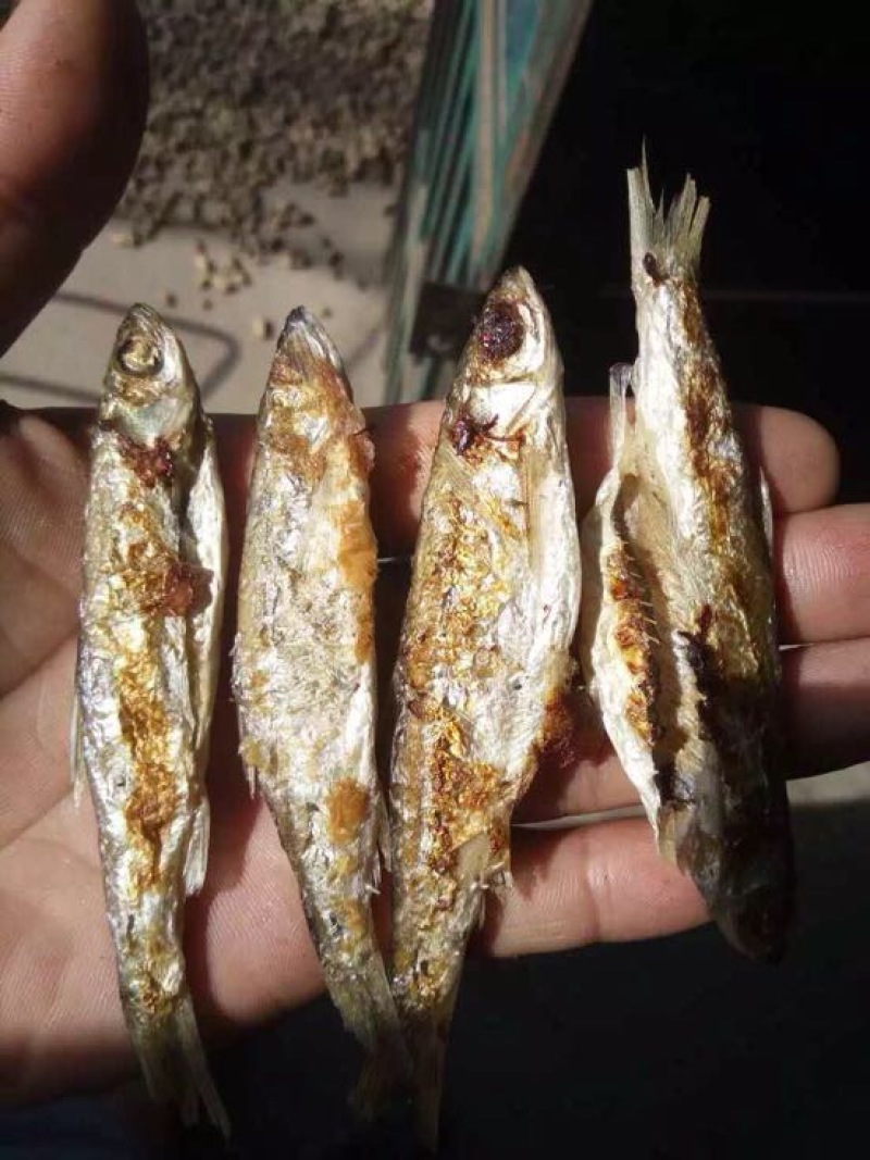火焙鱼