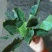 大叶菠菜