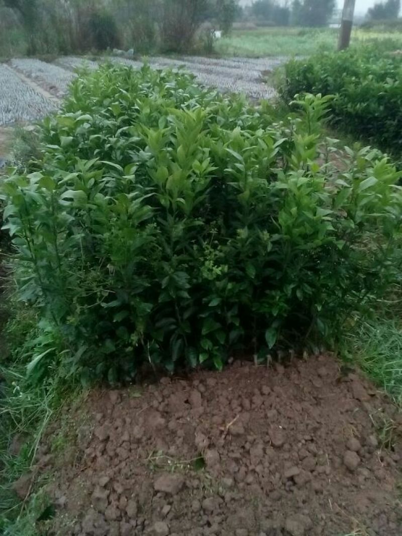 沙糖桔苗，杯苗价格优惠沙糖桔苗，杯苗价格优惠