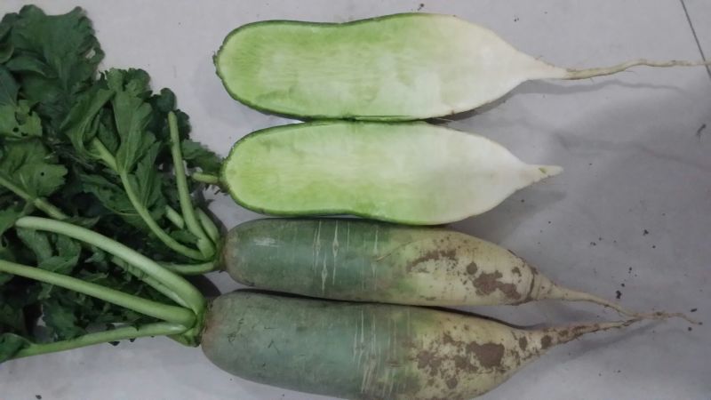 里外青萝卜2~2.5斤起