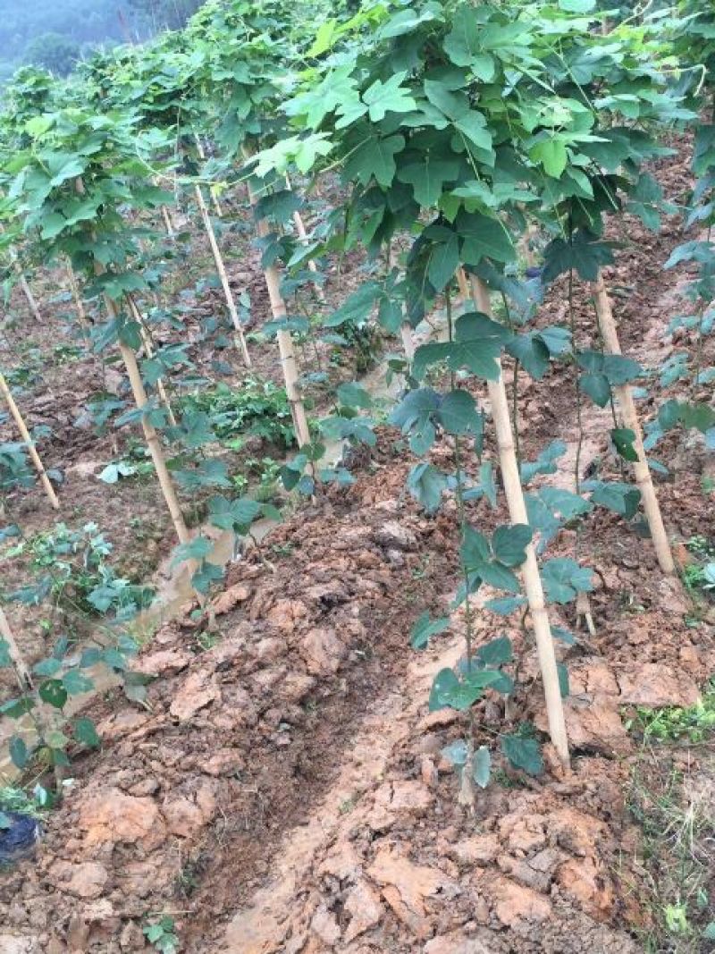 广西无渣粉葛根种苗产地直供可视频看货保证成活率