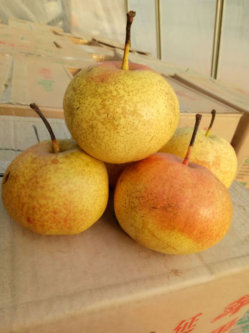 苹果梨150~200g纸箱