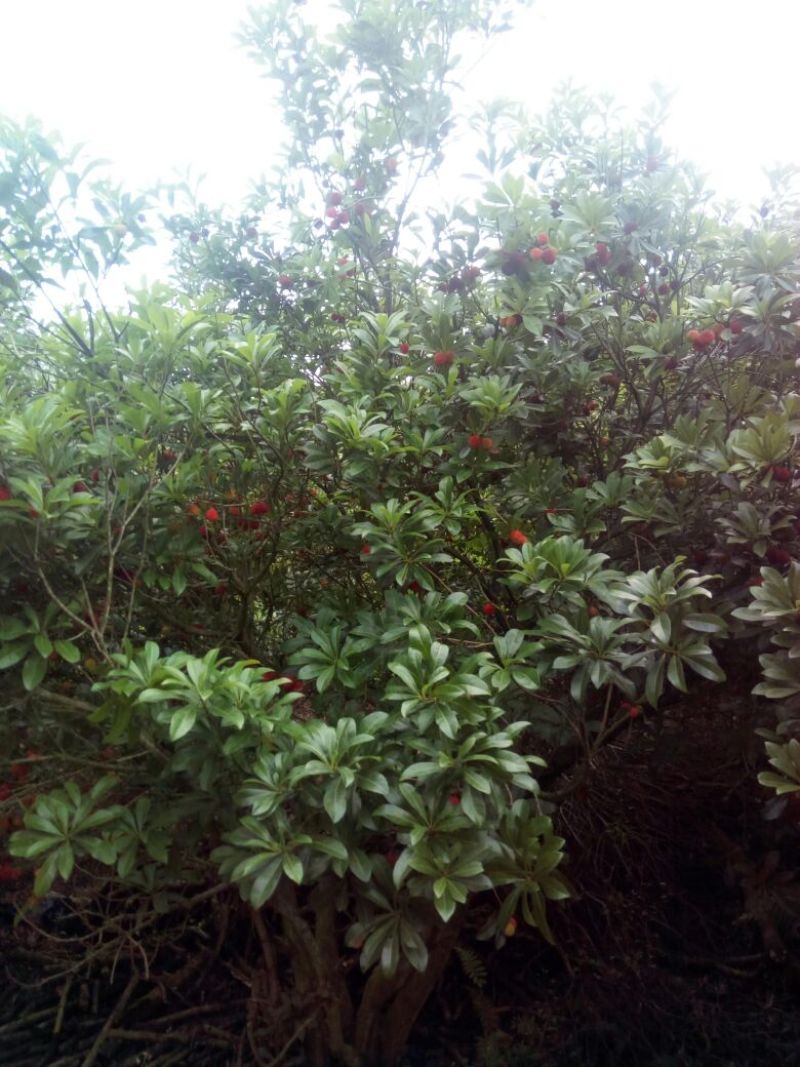 杨梅1.5~2cm