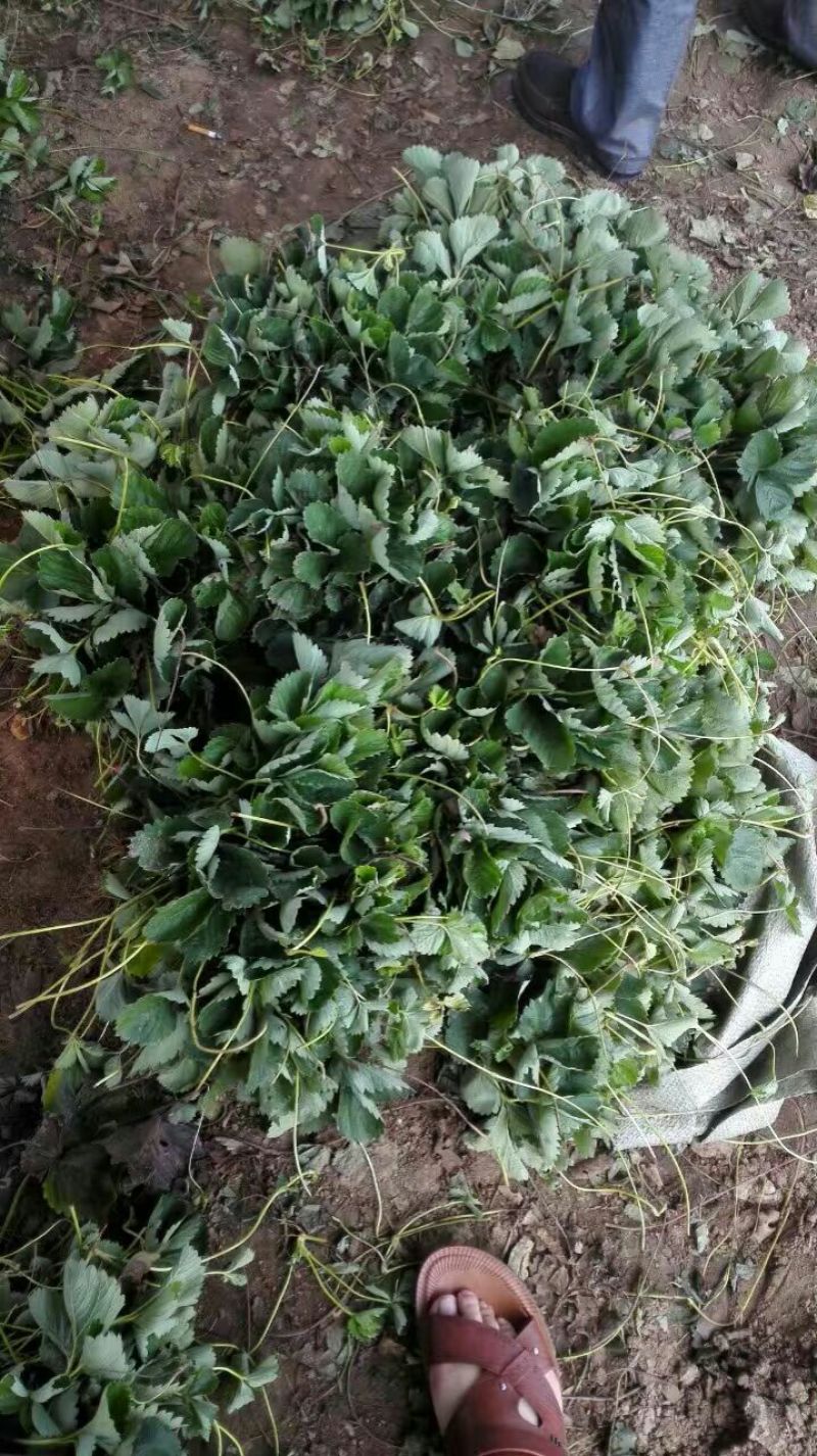 草莓苗10~20cm