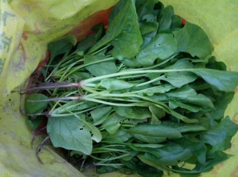 大叶菠菜15~20厘米
