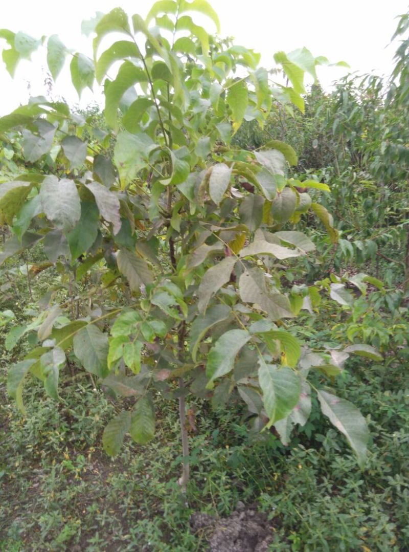 川早2号核桃苗100~150cm二年苗
