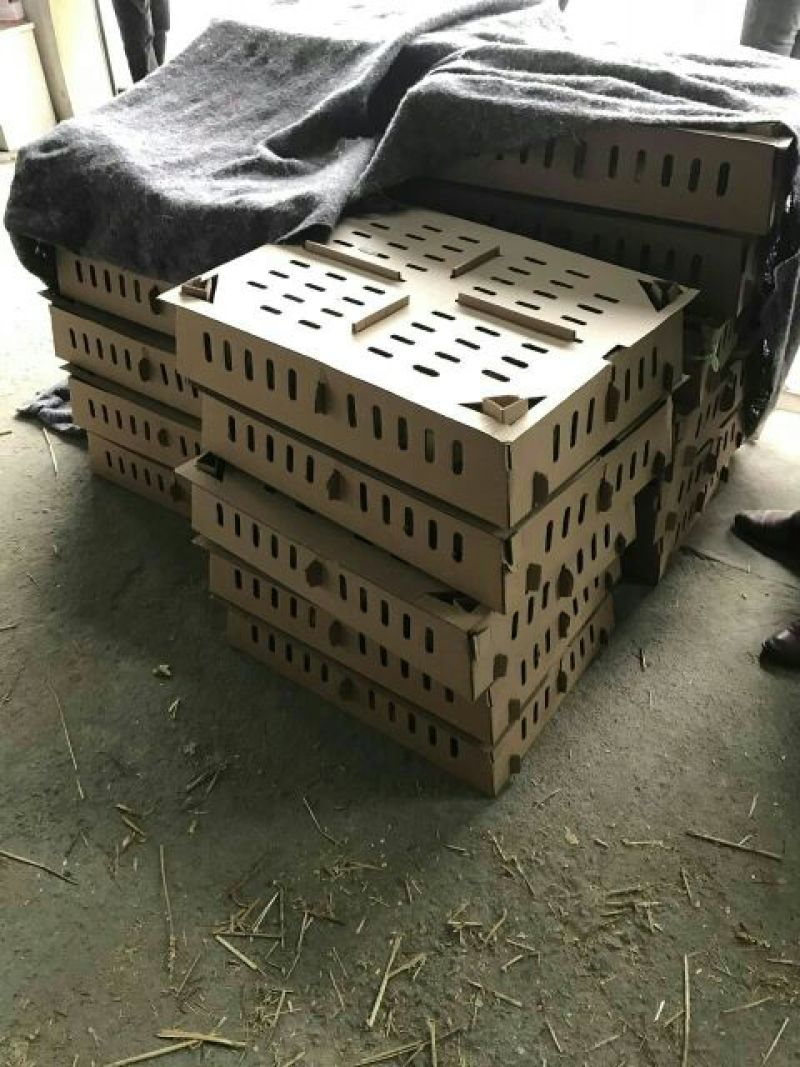 狮头鹅苗250g以下
