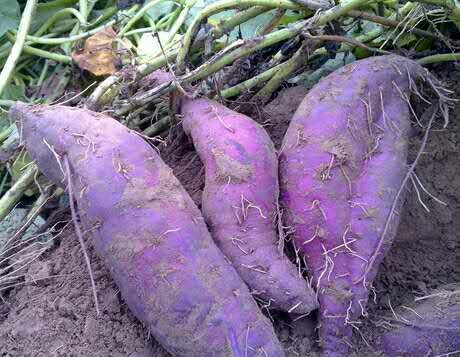 上海越南紫薯 紫心 3两以上批发_闫珊珊供应_