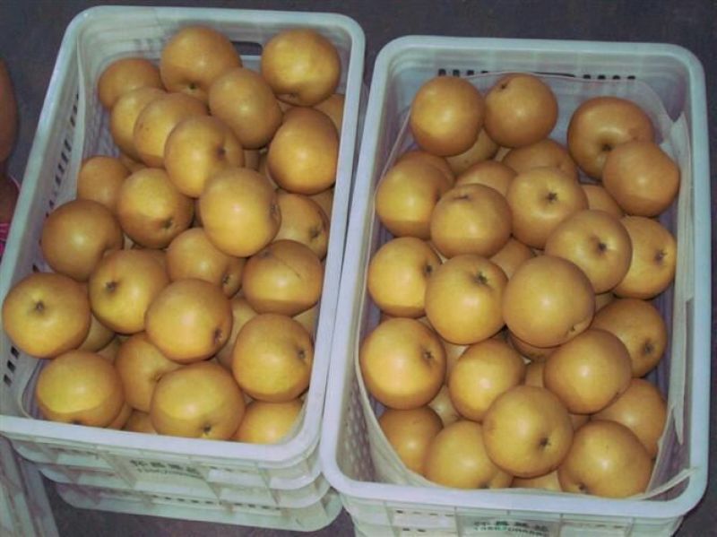 丰水梨400~450g纸箱