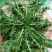 东台荠菜野生荠菜种植荠菜当季时令新鲜蔬菜现挖