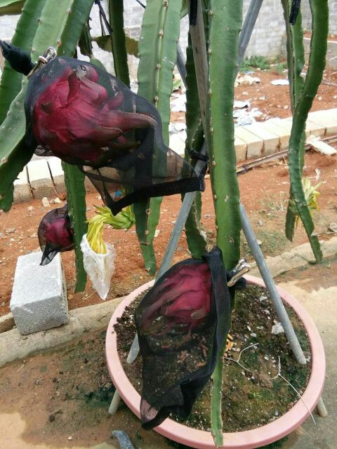 广西南宁市隆安县金都1号火龙果 大(7两以上)批