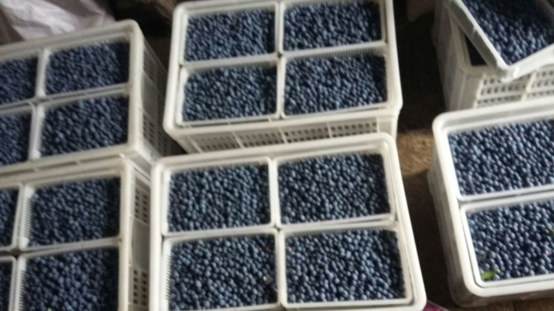 蓝莓鲜果12~14mm以上