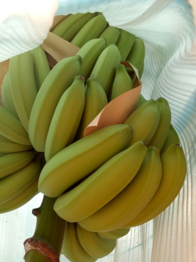 巴西香蕉七成熟