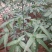三七无数头