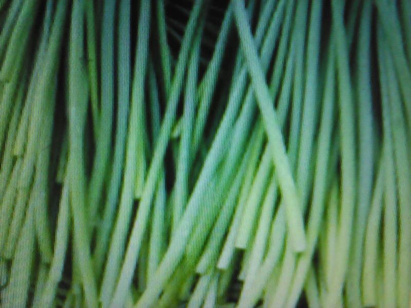 白帽蒜薹50~60厘米山东省临沂市沂水县大量供应