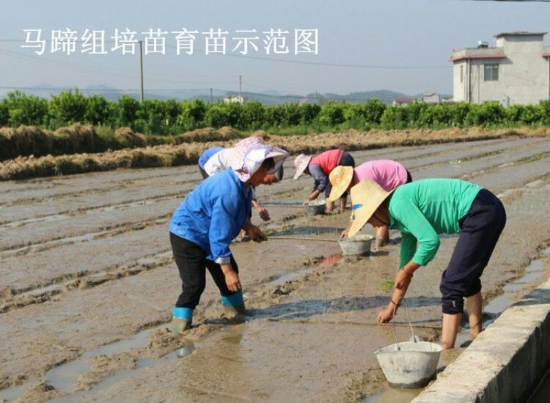荔浦马蹄荸荠水份多，无渣，耐储存，供超市，酒店，
