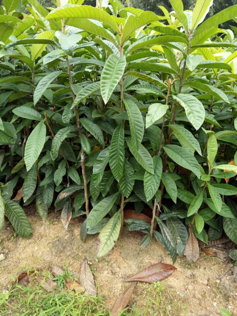 枇杷树苗51~80cm