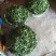 荠菜5cm以上