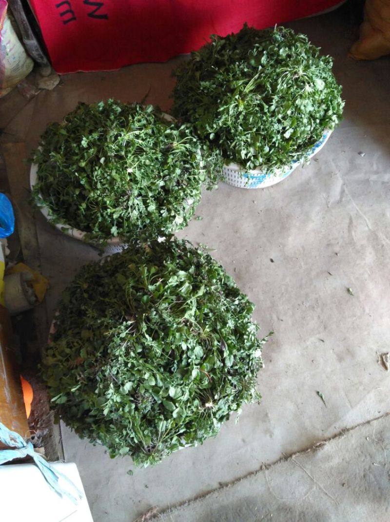 荠菜5cm以上