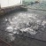 河鲤鱼