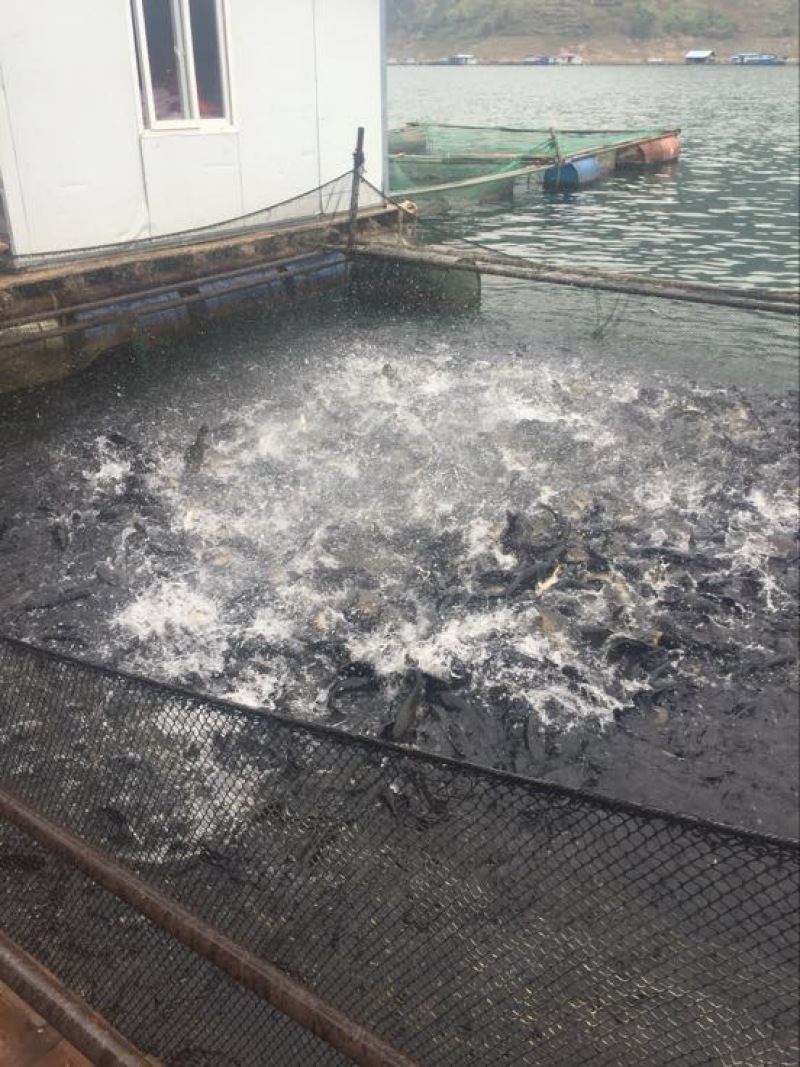 河鲤鱼