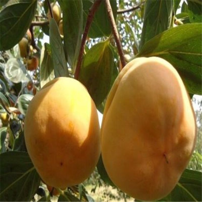 柿树6~8cm6~8cm2.5~3米