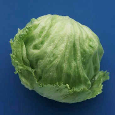 球生菜1斤以上