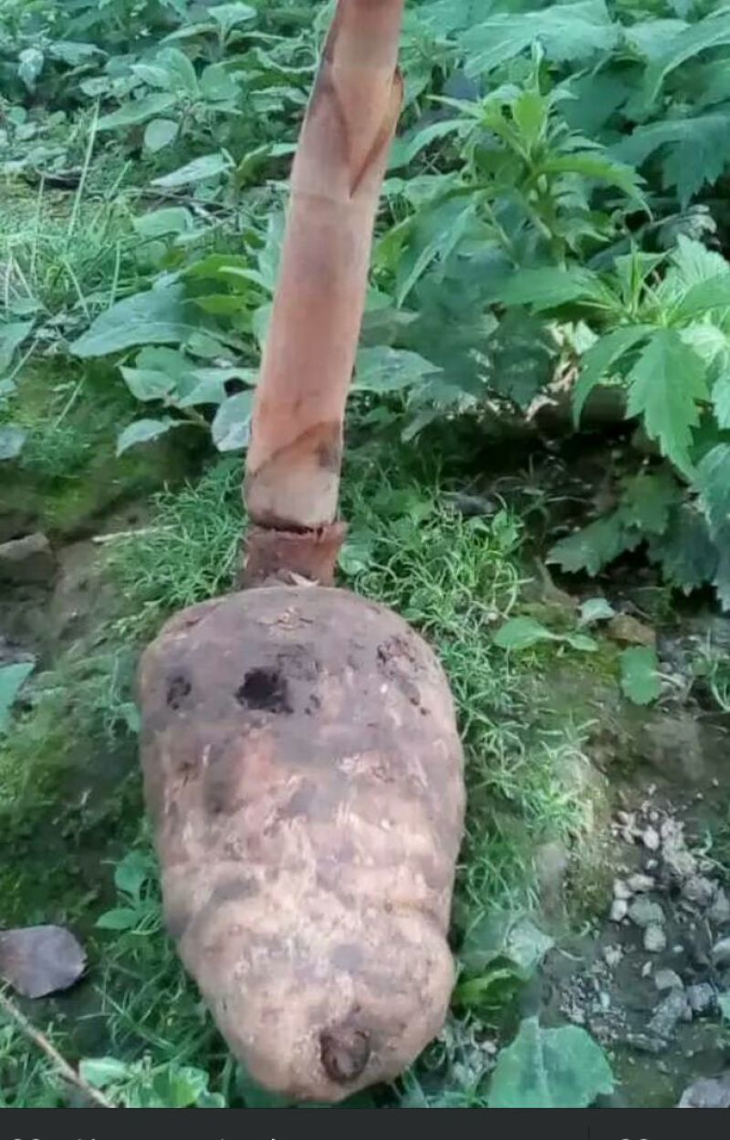 野生天麻特级